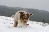 BERGER AUSTRALIEN PUPPIES 493
